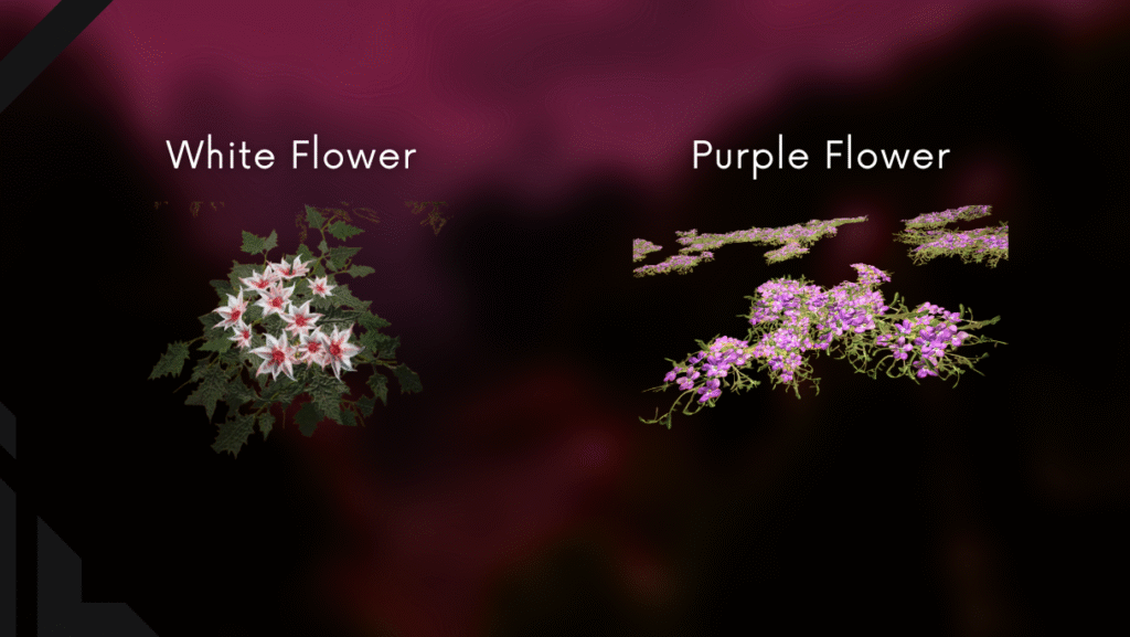 Harvest White and Purple Flowers
